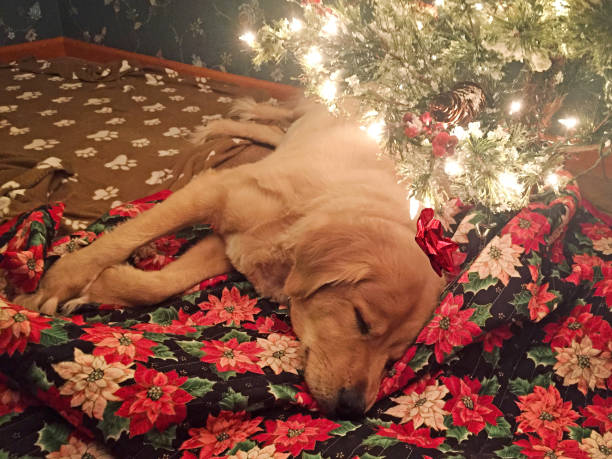 golden retriever dormindo debaixo da árvore de natal - paw print paw dog blanket - fotografias e filmes do acervo