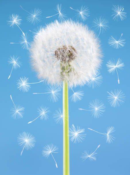 istock Dandelion flower with flying seeds on blue background. One object isolated. Spring concept. 649863806