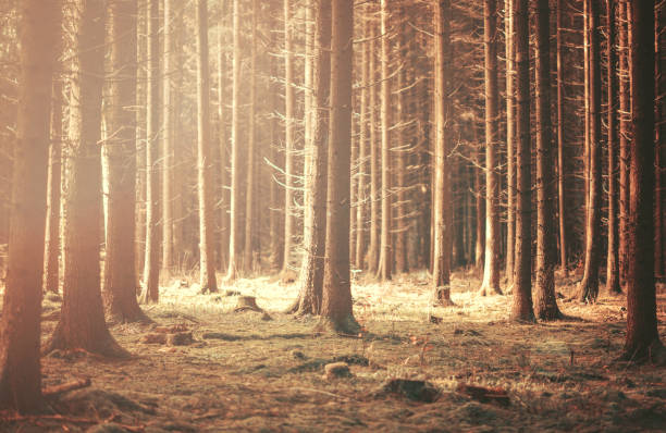istock Mystic autumn forest 649871652