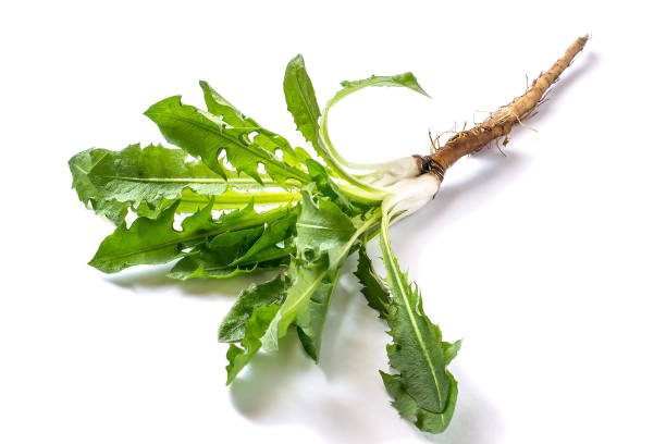 Roots and leaves of dandelion on a white background Medicinal plant dandelion (Taraxacum officinale). Dandelion leaves and roots on a white background. It is used for herbal medicine and healthy food dandelion root stock pictures, royalty-free photos & images