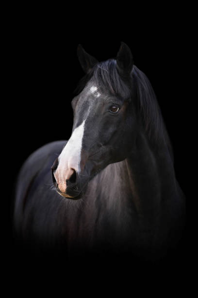 istock Head of a black horse on black background 649875222