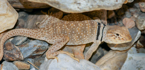 grand bassin à collier lézard, mâle adulte - lizard collared lizard reptile animal photos et images de collection