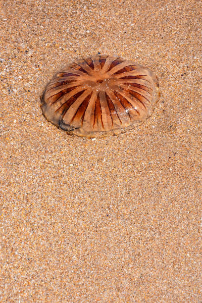 istock Empty mediterranean sand beach in south france 649877962