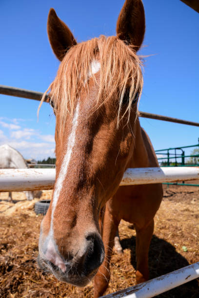 istock Horse on a farm 649878262