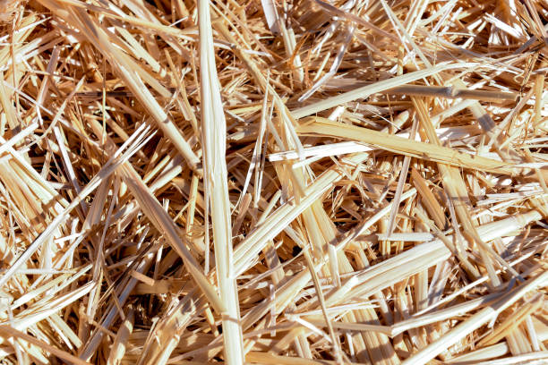 istock Background The natural texture of dry straw 649878364