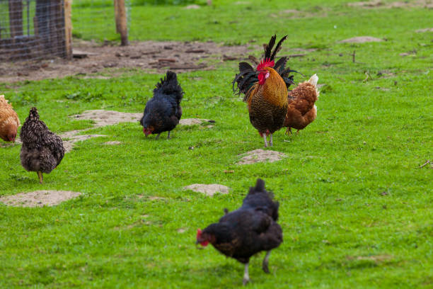 istock hen on the green grass. chickens, hens 649878722