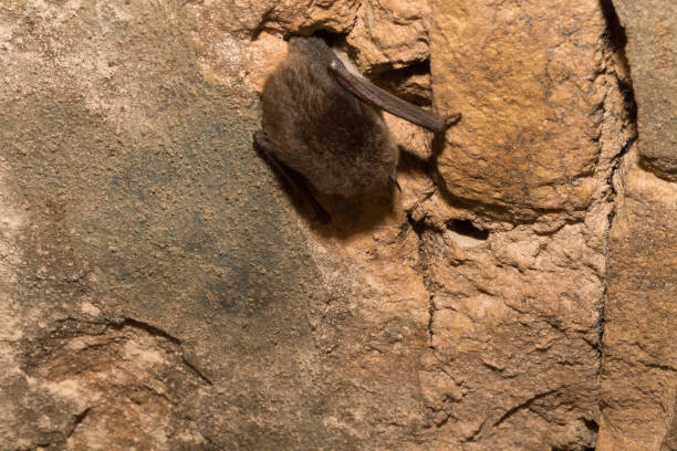 istock The bat in the tunnel. 649878766