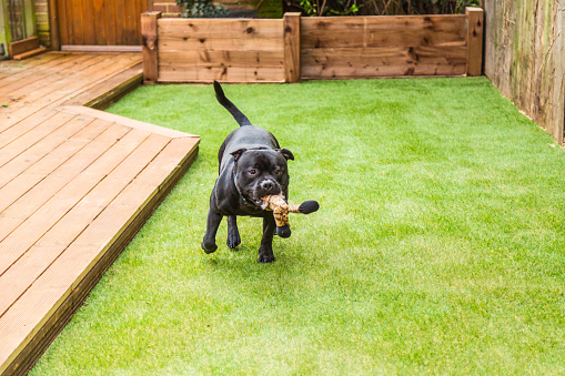 Perro corriendo en césped artificial por terrazas con un juguete en su boca photo