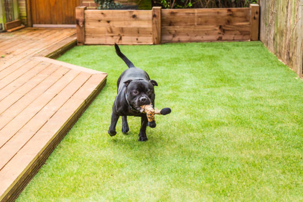 Dog running on artifical grass by decking with a toy in his mouth Black Staffordshire bull terrier dog running and playing on artificial grass by decking in a residential garden or yard. he has a soft toy tiger in his mouth. artifical grass stock pictures, royalty-free photos & images