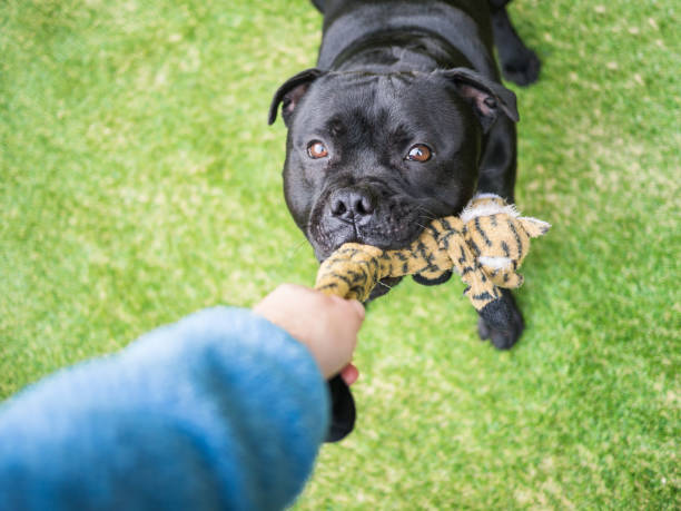 Dog playing tug with a toy on artifical grass A black staffordshire bull terrier dog playing tug, holding a soft toy in his mouth, pulling with a human. The arm and had of the person can be seen. He is playing on artificial grass. artifical grass stock pictures, royalty-free photos & images