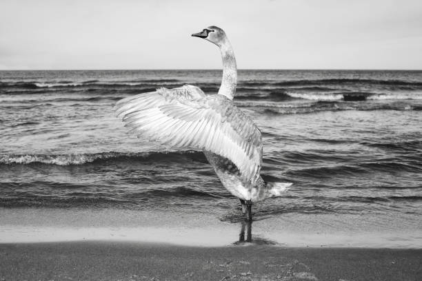 Black and white picture of a mute swan stretches its wings on a beach.