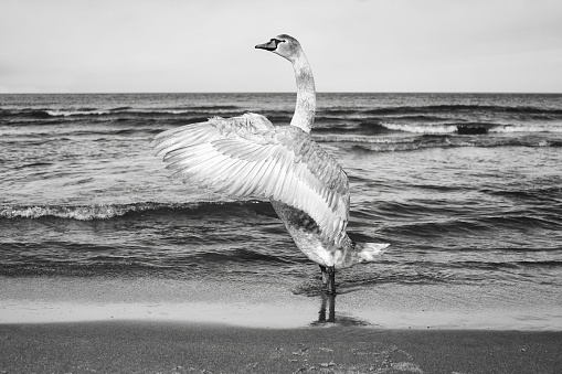 Mute swan stretches its wings on a beach