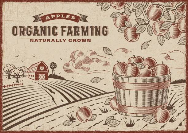 ilustraciones, imágenes clip art, dibujos animados e iconos de stock de paisaje de agricultura ecológica de manzana - cosechar ilustraciones