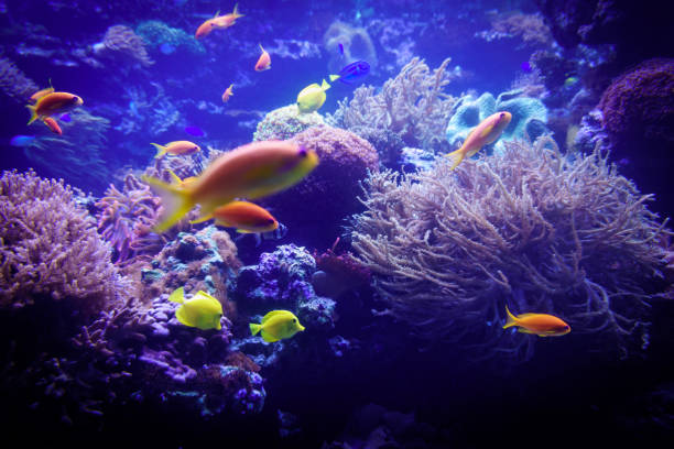 istock underwater background. Underwater scene. Underwater world. Underwater life landscape 649886738