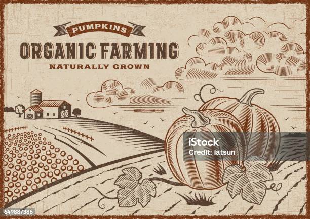 Pumpkin Organic Farming Landscape Stock Illustration - Download Image Now - Farm, Pumpkin, Woodcut