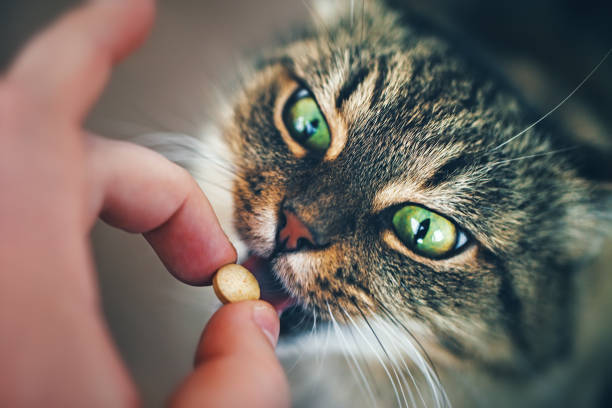 chat prend une pilule - animal health photos et images de collection