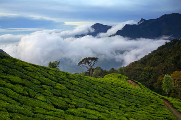 istock Tea plantations in Kerala, South India 649889956