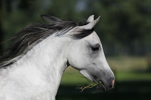 Headshot of a white horse with grass in the mouth, running around in the pasture. Profile picture in motion of an Arabian purebred horse with a nice dish in the head.