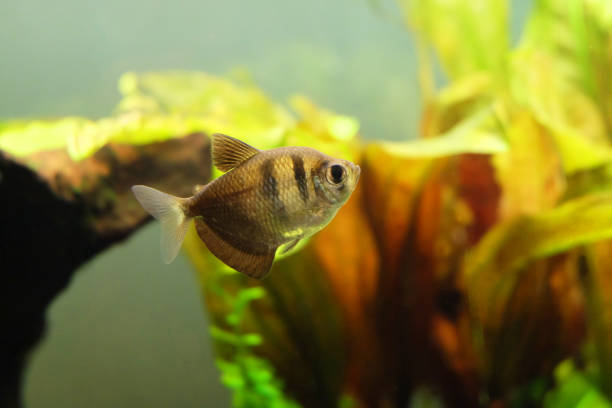 istock Fish in the aquarium. 649893422
