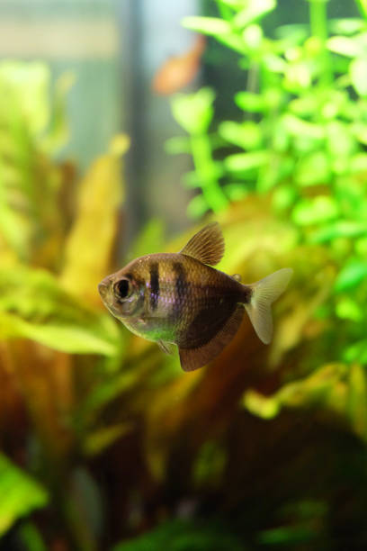 istock Fish in the aquarium. 649893494