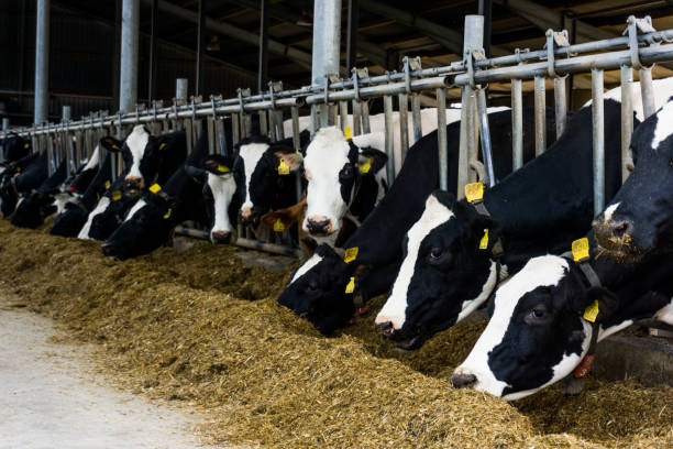 istock cows in a farm. Dairy cows in a farm 649893604