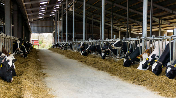 istock Cows in a farm. Dairy cows 649893660