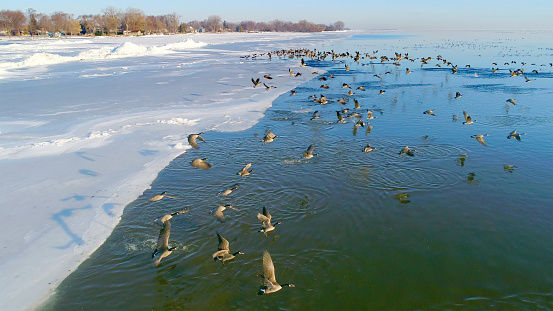 Flock of Canadian Geese takes flight from edge of ice, toward the sunrise.