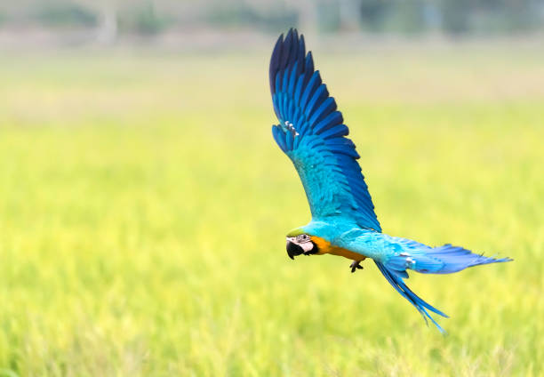 istock beauty macaw flying in rice field 649896468