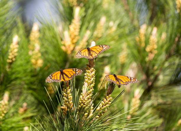 Monarch Butterfly Sanctuary, Pacific Grove, California, USA.