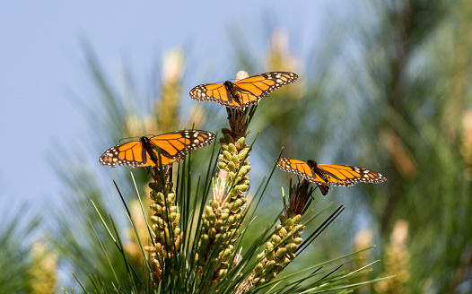 Monarch Butterfly Sanctuary, Pacific Grove, California, USA.