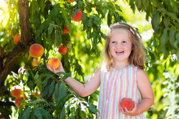 kinder pflücken und essen pfirsich aus obstbaum - 11084 stock-fotos und bilder