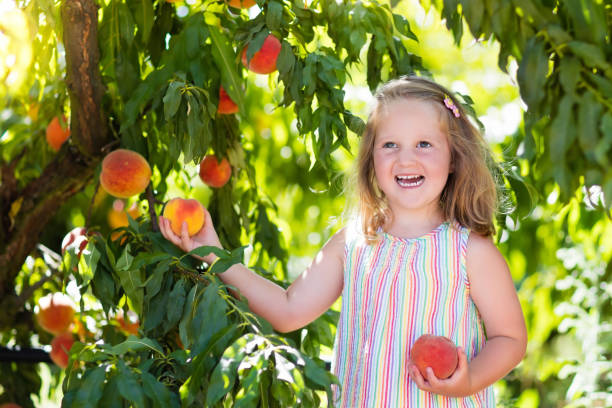 enfant cueillant et mangeant la pêche de l'arbre de fruit - 11084 photos et images de collection