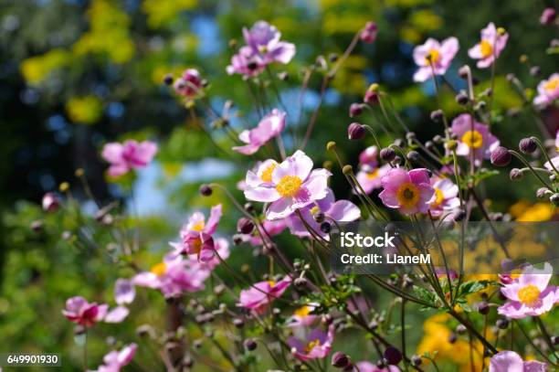 Japanese Anemone Flowers In Summer Stock Photo - Download Image Now - Anemone Flower, Blossom, Flower