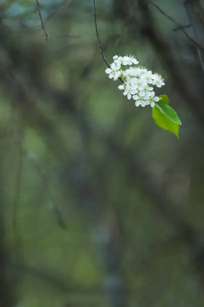 Photo of Flowering branch of Pin cherry (Prunus pensylvanica)