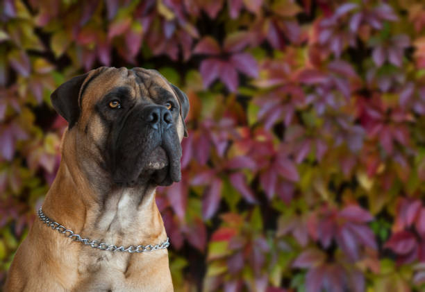 istock South African Boerboel 649904290