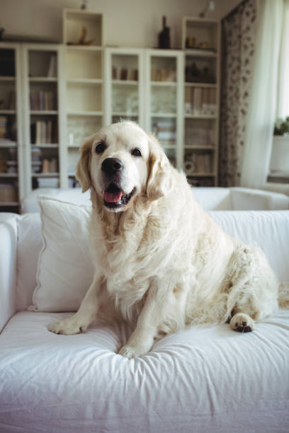 istock Pet dog relaxing on a sofa 649904960