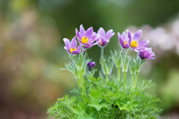 Pasque flower (Pulsatilla vulgaris) in spring