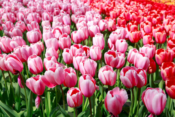 istock Red and pink tulips background 649909212