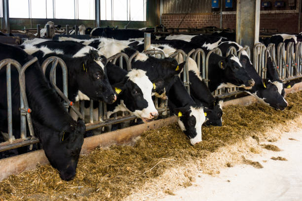 istock cows in a farm. Dairy cows in a farm 649911702