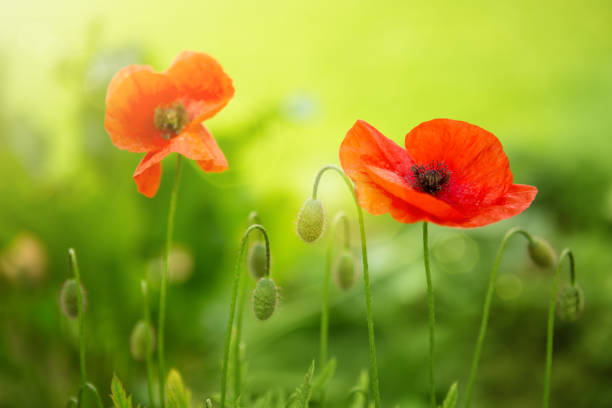 istock Poppy flowers isolated on green 649911868