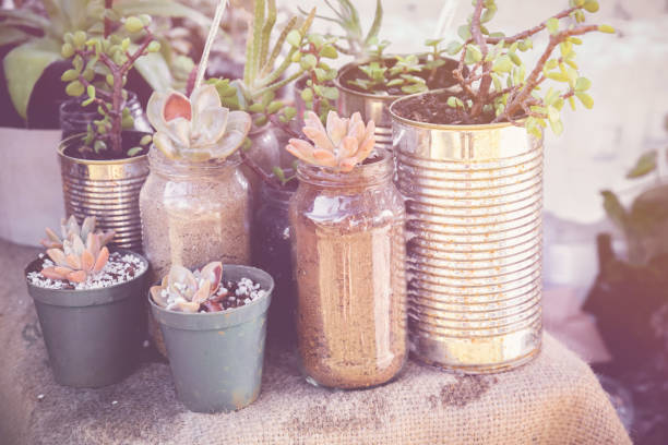 istock succulents in rustic tins, Eco and reuse concept 649912846