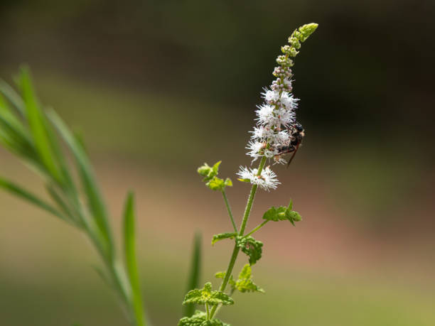 black cohosh: eflorescência branca e abelha - efflorescent - fotografias e filmes do acervo