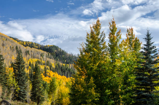 istock Aspens in the Colorado Rocky Mountains 649934904