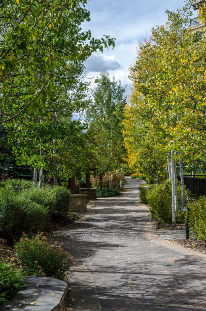 istock Walkway through the Aspens in the Colorado Rocky Mountains 649936036