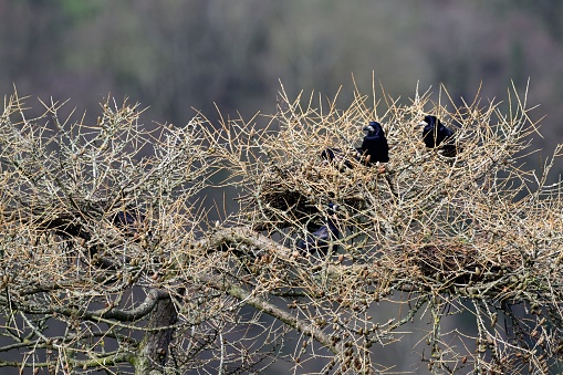 Rooks nesting in a rookery, traditionally heralding the coming of spring.