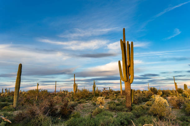 istock Arizona desert landscape 649938614