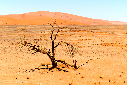 Sand dune and withered tree, Sossusvlei, Namib Desert, Namib-Naukluft National Park, Namibia