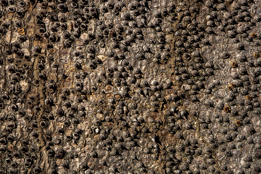 Sand Box Tree Trunk Stock Photo - Download Image Now - Backgrounds