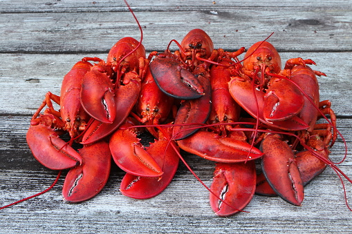 Seven Steamed Lobsters in a cluster - Fantastic Image.  A culinary delight. (Ready for feasting!) A great image for restaurant seafood marketing and promotions, feasts, parties, etc.