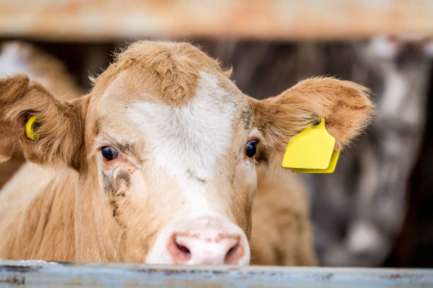 istock Cow in the paddock in farm 649959656